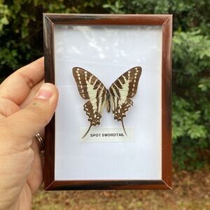 Framed Spot Swordtail Butterfly Display